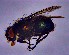  (Calliphora neozelandica - KEIB_DIP_02030)  @11 [ ] by-nc (2021) Krzysztof Szpila Nicolaus Copernicus University