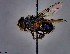  ( - KEIB_DIP_02115)  @11 [ ] by-nc (2021) Krzysztof Szpila Nicolaus Copernicus University