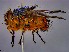 (Calliphora nigrithorax - KEIB_DIP_02124)  @11 [ ] by-nc (2021) Krzysztof Szpila Nicolaus Copernicus University