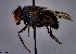  (Calliphora splendens - KEIB_DIP_02131)  @11 [ ] by-nc (2021) Krzysztof Szpila Nicolaus Copernicus University