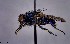  (Protocalliphora parorum - KEIB_DIP_02285)  @11 [ ] by-nc (2021) Krzysztof Szpila Nicolaus Copernicus University