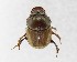  (Digitonthophagus bonasus - CCDB-34934-E05)  @11 [ ] Unspecified (default): All Rights Reserved  Unspecified Unspecified