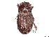  ( - CCDB-37899-E11)  @11 [ ] CreativeCommons - Attribution Share - Alike (2024) CBG Photography Group Centre for Biodiversity Genomics