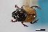  (Onthophagus trituber - USNM ENT 02004870)  @11 [ ] Unspecified (default): All Rights Reserved  Unspecified Unspecified