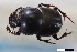  (Onthophagus vespertilio - USNM ENT 02004876)  @11 [ ] Unspecified (default): All Rights Reserved  Unspecified Unspecified