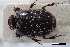  (Onthophagus vinctoides - USNM ENT 02004878)  @11 [ ] Unspecified (default): All Rights Reserved  Unspecified Unspecified