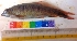  (Garra cyrano - AMD34)  @12 [ ] Copyright (2014) Dr. G.D Khedkar PAULHEBERT CENTER FOR DNA BARCODIND AND BIODIVERSITY STUDIES