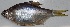 ( - DEV42)  @11 [ ] Copyright (2022) Dr. G.D. Khedkar Paul Hebert Centre For DNA Barcoding And Biodiversity Studies