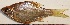  ( - DEV43)  @11 [ ] Copyright (2023) Dr. G.D. Khedkar Paul Hebert Centre For DNA Barcoding And Biodiversity Studies