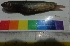  ( - TUK2)  @11 [ ] Copyright (2014) PHCDBS Paul Hebert Centre For DNA Barcoding And Biodiversity Studies