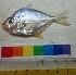  (Leiognathus striatus - NGK11)  @12 [ ] Copyright (2014) PHCDBS Paul Hebert Centre For DNA Barcoding And Biodiversity Studies