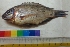  ( - NGK22)  @13 [ ] Copyright (2014) PHCDBS Paul Hebert Centre For DNA Barcoding And Biodiversity Studies