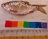  ( - VIJ6)  @11 [ ] Copyright (2014) PHCDBS Paul Hebert Centre For DNA Barcoding And Biodiversity Studies