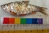  ( - VIJ10)  @12 [ ] Copyright (2014) PHCDBS Paul Hebert Centre For DNA Barcoding And Biodiversity Studies