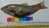  ( - GNT2)  @11 [ ] Copyright (2014) PHCDBS Paul Hebert Centre For DNA Barcoding And Biodiversity Studies