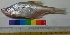  ( - DVD19)  @12 [ ] Copyright (2014) PHCDBS Paul Hebert Centre For DNA Barcoding And Biodiversity Studies