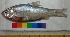  ( - NGK1)  @12 [ ] Copyright (2014) PHCDBS Paul Hebert Centre For DNA Barcoding And Biodiversity Studies