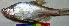  ( - DVD14)  @11 [ ] Copyright (2017) Dr. G.D. Khedkar Paul Hebert Centre For DNA Barcoding And Biodiversity Studies