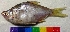  ( - DVD20)  @11 [ ] Copyright (2017) Dr. G.D. Khedkar Paul Hebert Centre For DNA Barcoding And Biodiversity Studies