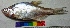 ( - DVD26)  @11 [ ] Copyright (2016) Dr. G.D Khedkar PAUL HEBERTCENTRE FOR DNA BARCODING BIODIVERSITY STUDIES