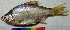  ( - DVD4)  @11 [ ] Copyright (2017) Dr. G.D. Khedkar Paul Hebert Centre For DNA Barcoding And Biodiversity Studies