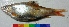  (Osteochilus nashii - GNT4)  @11 [ ] Copyright (2017) Dr. G.D Khedkar PAUL HEBERTCENTRE FOR DNA BARCODING BIODIVERSITY STUDIES