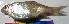  (Hypselobarbus dubius - GNT5)  @11 [ ] Copyright (2025) Dr. G.D. Khedkar Paul Hebert Centre For DNA Barcoding And Biodiversity Studies
