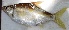  ( - GOT26)  @11 [ ] Copyright (2017) Dr. G.D. Khedkar Paul Hebert Centre For DNA Barcoding And Biodiversity Studies