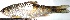  ( - GOT47)  @11 [ ] Copyright (2016) Dr. G.D Khedkar PAUL HEBERTCENTRE FOR DNA BARCODING BIODIVERSITY STUDIES