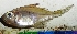  ( - HIP26)  @11 [ ] Copyright (2017) Dr. G.D Khedkar PAUL HEBERTCENTRE FOR DNA BARCODING BIODIVERSITY STUDIES