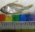  ( - HIP27)  @11 [ ] Copyright (2014) PHCDBS PAULHEBERT CENTER FOR DNA BARCODIND AND BIODIVERSITY STUDIES