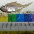  ( - HIP28)  @11 [ ] Copyright (2014) PHCDBS PAULHEBERT CENTER FOR DNA BARCODIND AND BIODIVERSITY STUDIES