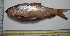  (Hypselobarbus kolus - KFM108)  @13 [ ] Copyright (2013) Dr.G.D. Khedkar PAUL HEBERT CENTRE FOR DNA BARCODING AND BIODIVERSITY STUDIES