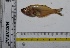  ( - KFM118)  @11 [ ] Copyright (2013) Dr.G.D. Khedkar PAUL HEBERT CENTRE FOR DNA BARCODING AND BIODIVERSITY STUDIES
