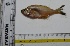  ( - KFM119)  @11 [ ] Copyright (2013) Dr.G.D. Khedkar PAUL HEBERT CENTRE FOR DNA BARCODING AND BIODIVERSITY STUDIES