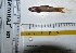  (Paracanthocobitis mooreh - KFM28)  @11 [ ] Copyright (2013) Dr.G.D. Khedkar PAUL HEBERT CENTRE FOR DNA BARCODING AND BIODIVERSITY STUDIES
