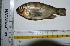  ( - KFM32)  @12 [ ] Copyright (2013) Dr.G.D. Khedkar PAUL HEBERT CENTRE FOR DNA BARCODING AND BIODIVERSITY STUDIES