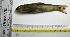  ( - KFM34)  @12 [ ] Copyright (2013) Dr.G.D. Khedkar PAUL HEBERT CENTRE FOR DNA BARCODING AND BIODIVERSITY STUDIES