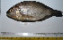  ( - KFM52)  @12 [ ] Copyright (2013) Dr.G.D. Khedkar PAUL HEBERT CENTRE FOR DNA BARCODING AND BIODIVERSITY STUDIES