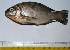  ( - KFM53)  @12 [ ] Copyright (2013) Dr.G.D. Khedkar PAUL HEBERT CENTRE FOR DNA BARCODING AND BIODIVERSITY STUDIES