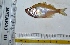  ( - KFM64)  @12 [ ] Copyright (2013) Dr.G.D. Khedkar PAUL HEBERT CENTRE FOR DNA BARCODING AND BIODIVERSITY STUDIES
