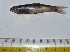  ( - KFM89)  @11 [ ] Copyright (2013) Dr.G.D. Khedkar PAUL HEBERT CENTRE FOR DNA BARCODING AND BIODIVERSITY STUDIES