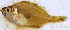 ( - KOY61)  @11 [ ] Copyright (2015) Dr.G.D. Khedkar PAUL HEBERT CENTRE FOR DNA BARCODING AND BIODIVERSITY STUDIES