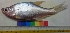  ( - NAW5)  @12 [ ] Copyright (2014) PHCDBS Paul Hebert Centre For DNA Barcoding and Biodiversity Studies
