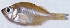  ( - PAK10)  @11 [ ] Copyright (2015) Dr.G.D. Khedkar PAUL HEBERT CENTRE FOR DNA BARCODING AND BIODIVERSITY STUDIES