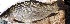  ( - PAK25)  @11 [ ] Copyright (2015) Dr.G.D. Khedkar PAUL HEBERT CENTRE FOR DNA BARCODING AND BIODIVERSITY STUDIES