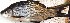  ( - PAK26)  @11 [ ] Copyright (2015) Dr.G.D. Khedkar PAUL HEBERT CENTRE FOR DNA BARCODING AND BIODIVERSITY STUDIES