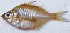  ( - PAK9)  @11 [ ] Copyright (2015) Dr.G.D. Khedkar PAUL HEBERT CENTRE FOR DNA BARCODING AND BIODIVERSITY STUDIES