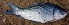  ( - WAK26)  @12 [ ] Copyright (2014) PHCDBS Paul Hebert Centre for DNA Barcoding and Biodiversity Studies