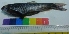  ( - WAK4)  @11 [ ] Copyright (2014) PHCDBS Paul Hebert Centre for DNA Barcoding and Biodiversity Studies